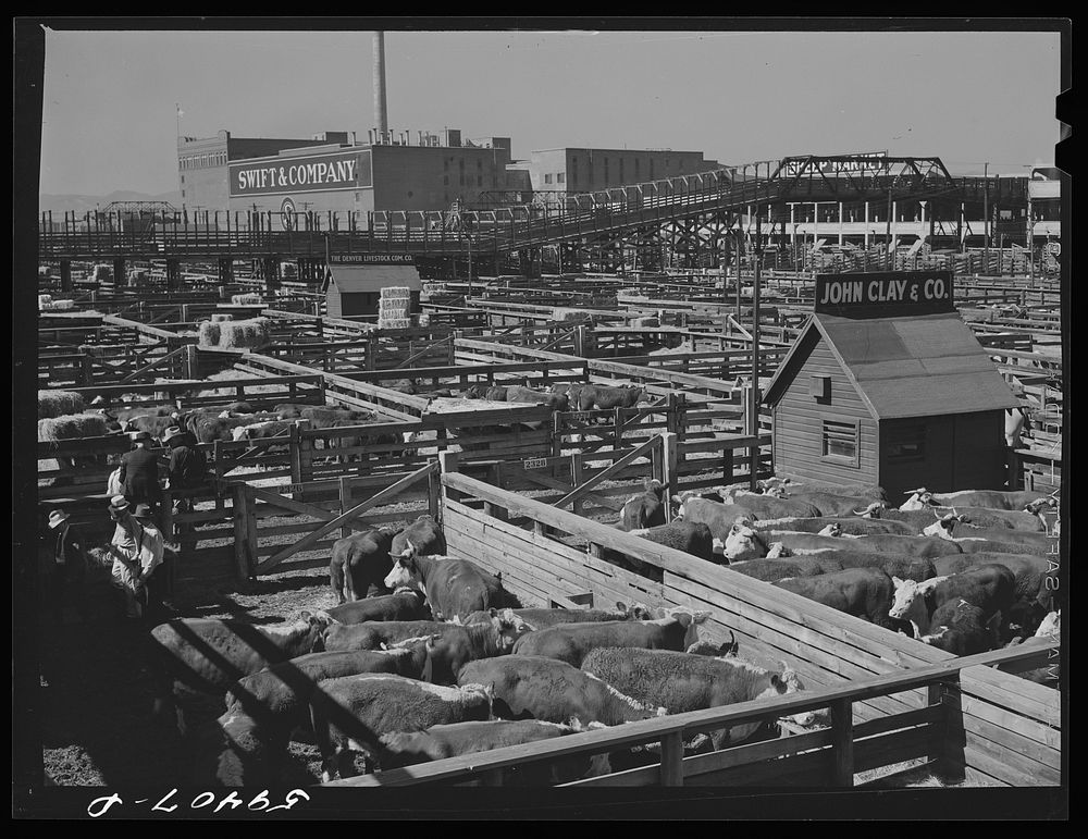 Cattle, Hereford mostly, for sale in Denver stockyards. Denver, Colorado. Sourced from the Library of Congress.