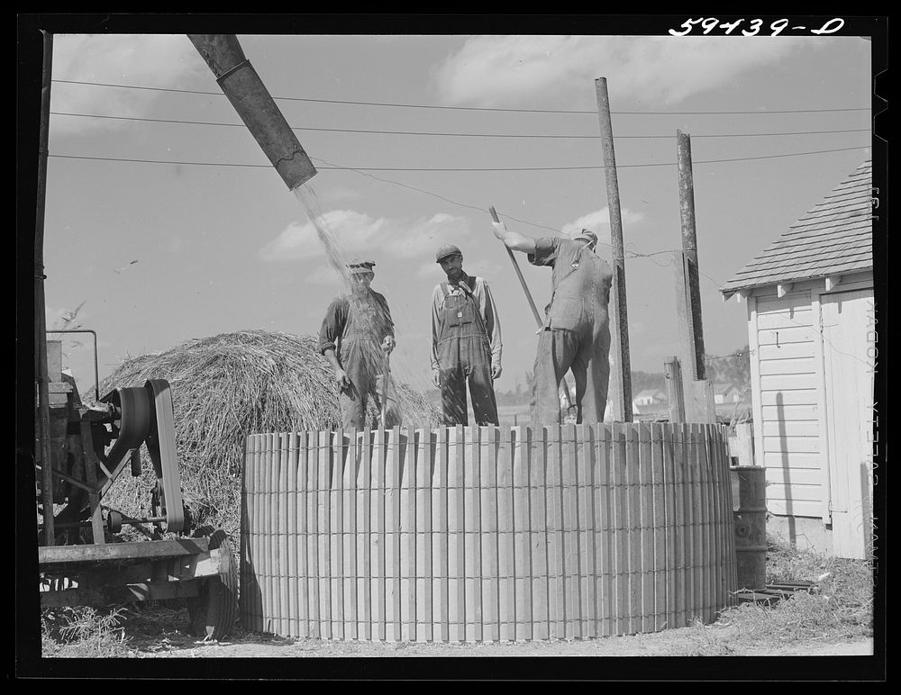 [Untitled photo, possibly related to: Members of the co-op filling a member's silo with corn. Two River Non-Stock…