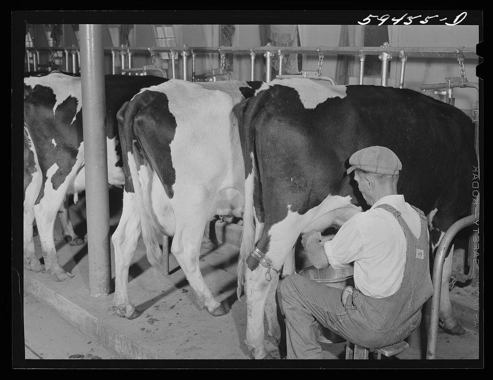 Cows being milked dairy barn | Free Photo - rawpixel