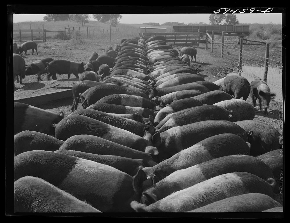 Purebred Hampshires feeding at the Two River Non-Stock Cooperative, a FSA (Farm Security Administration) co-op at Waterloo…