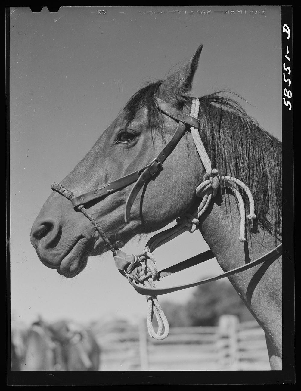 Horse in the corral. Quarter Circle U, Brewster-Arnold Ranch Company. Briney, Montana. Sourced from the Library of Congress.