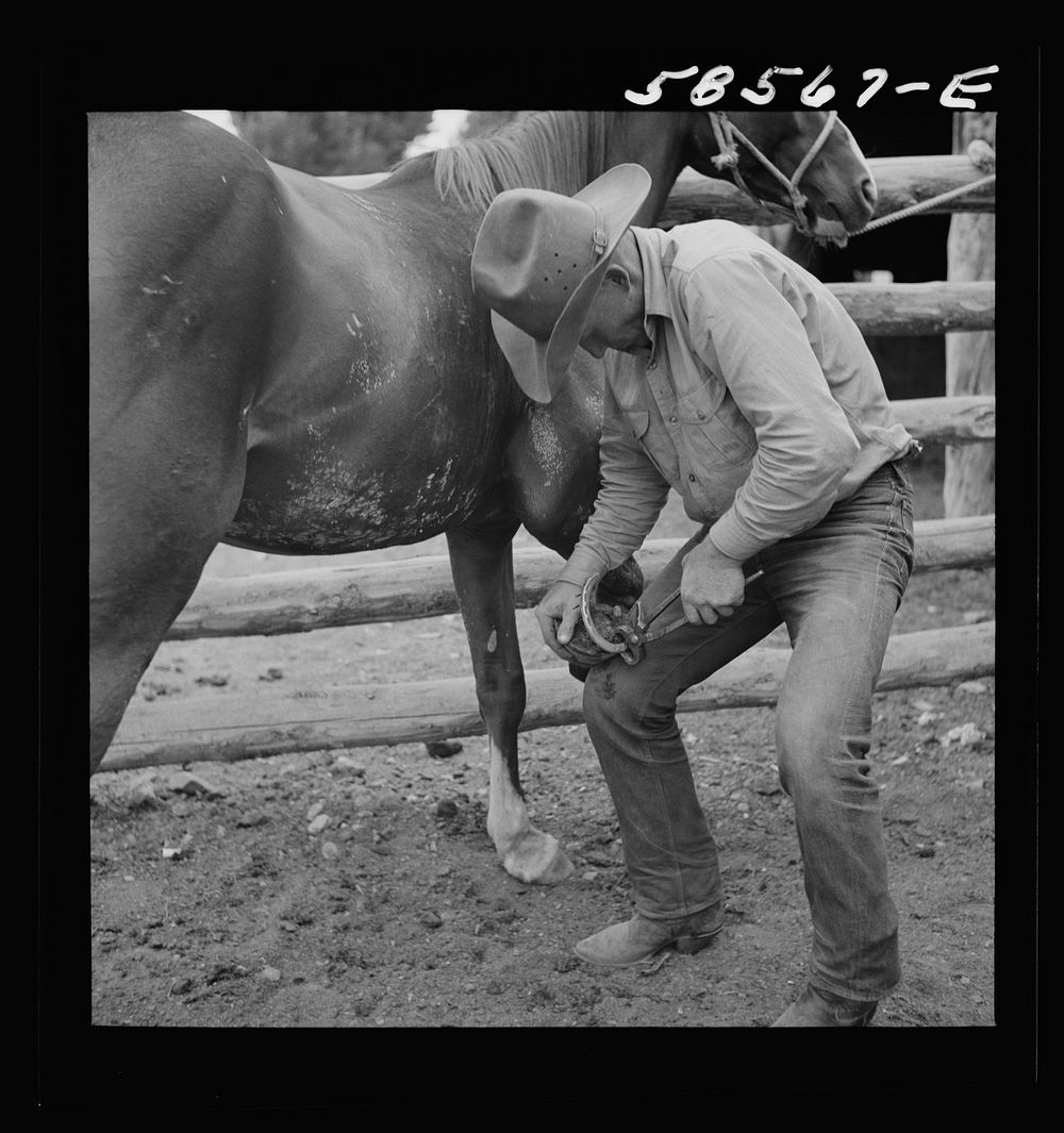 Removing horseshoes at the end of the summer season before turning the horses out on the range for the winter. In the corral…