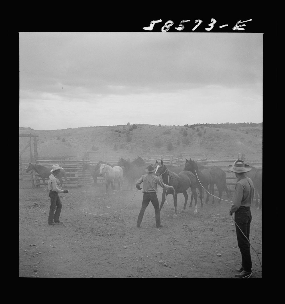 Catching, roping and tying horses in the corral to remove their shoes at the end of the summer season before turning the…