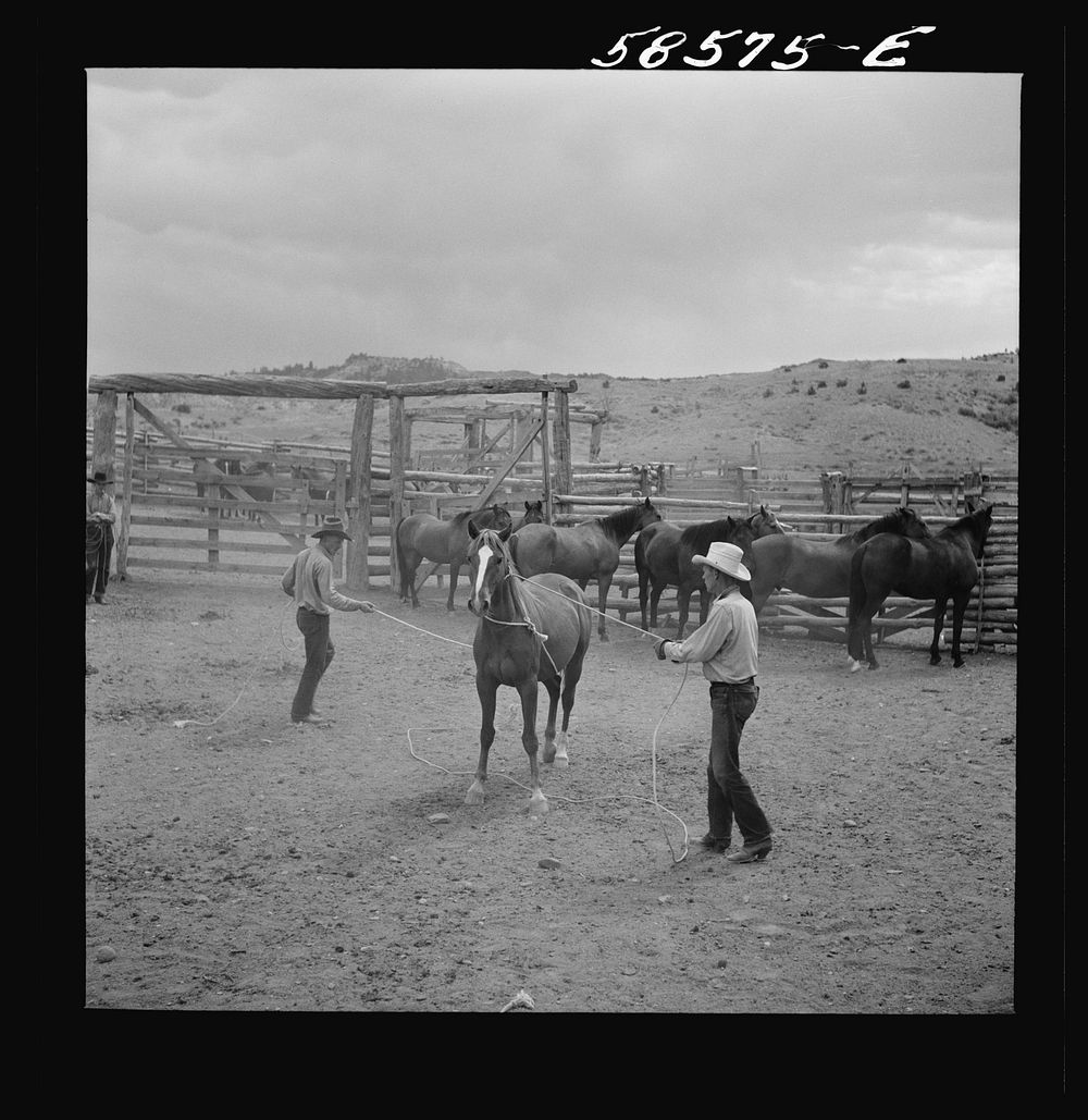 Catching, roping and tying horses in the corral to remove their shoes at the end of the summer season before turning the…