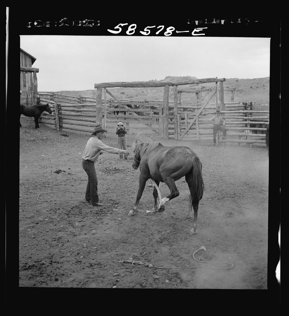 [Untitled photo, possibly related to: Catching, roping and tying horses in the corral to remove their shoes at the end of…