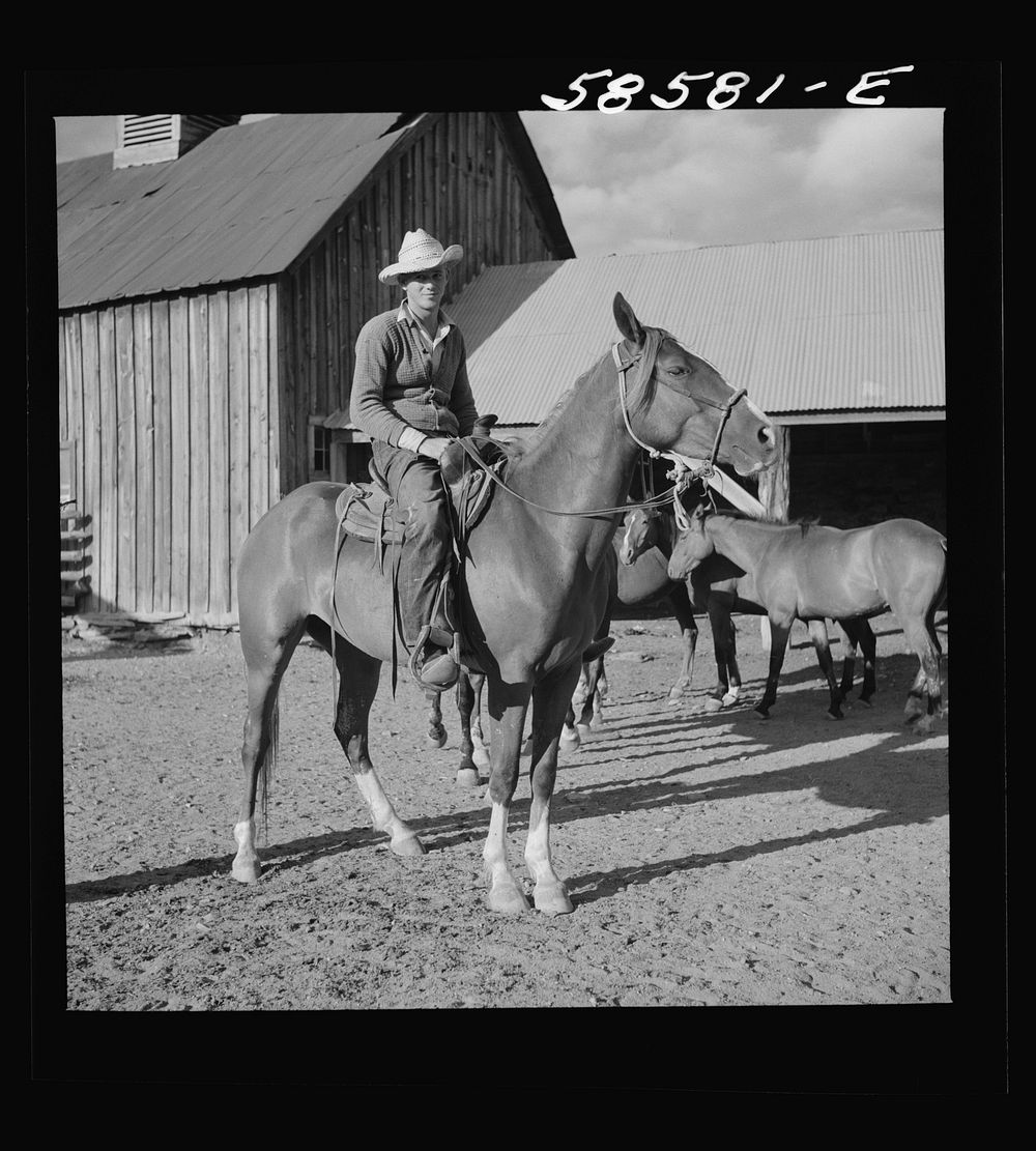 [Untitled photo, possibly related to: Cowboy on a ranch horse in the corral at Quarter Circle U, Brewster-Arnold Ranch…