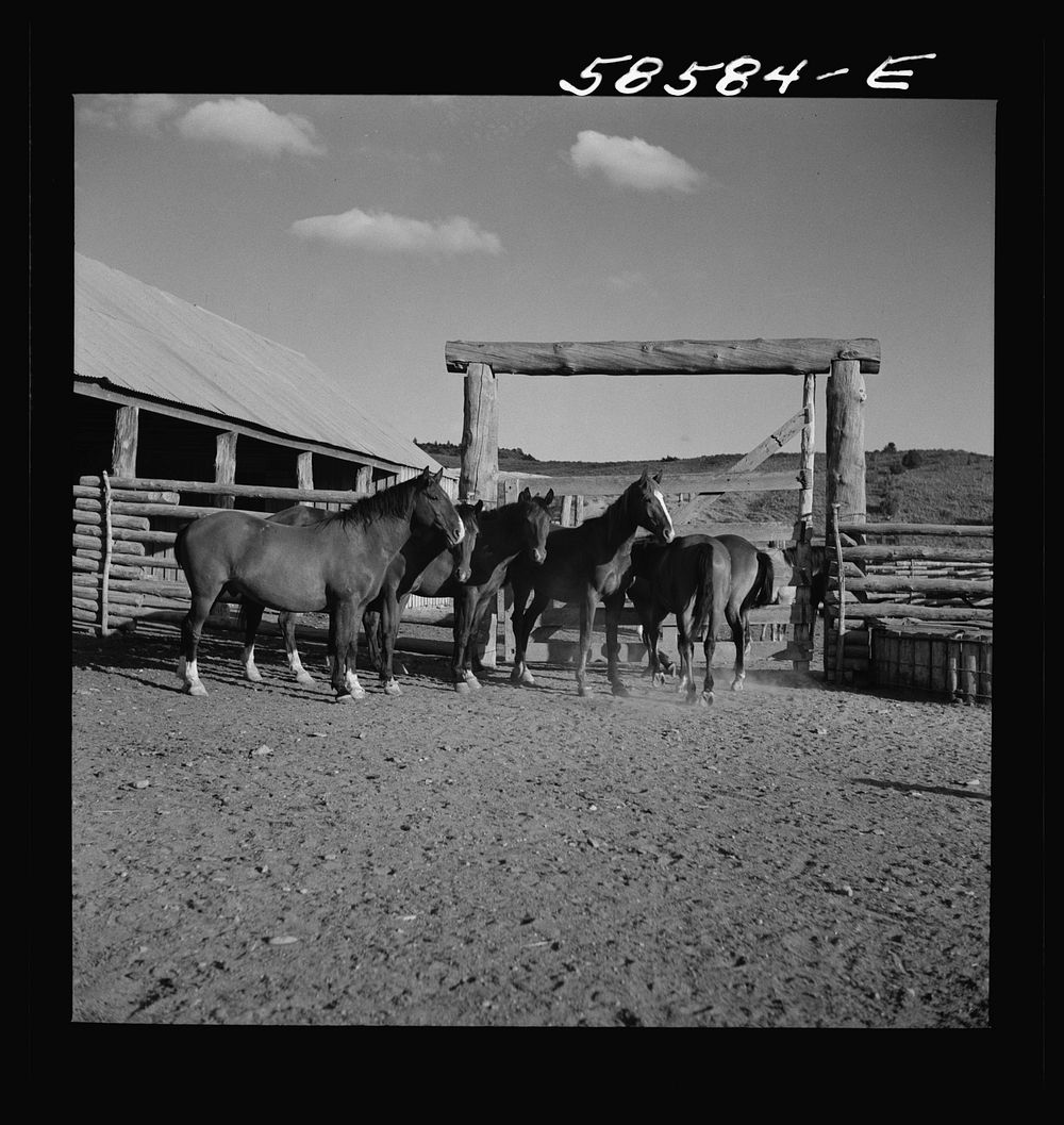 Ranch horses in the corral at Quarter Circle U, Brewster-Arnold Ranch Company. Birney, Montana. Sourced from the Library of…