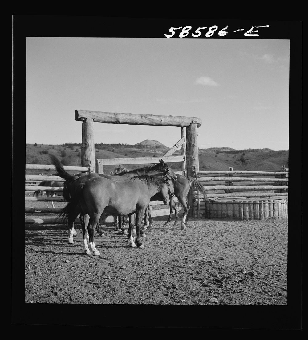 Ranch horses in the corral at Quarter Circle U, Brewster-Arnold Ranch Company. Birney, Montana. Sourced from the Library of…