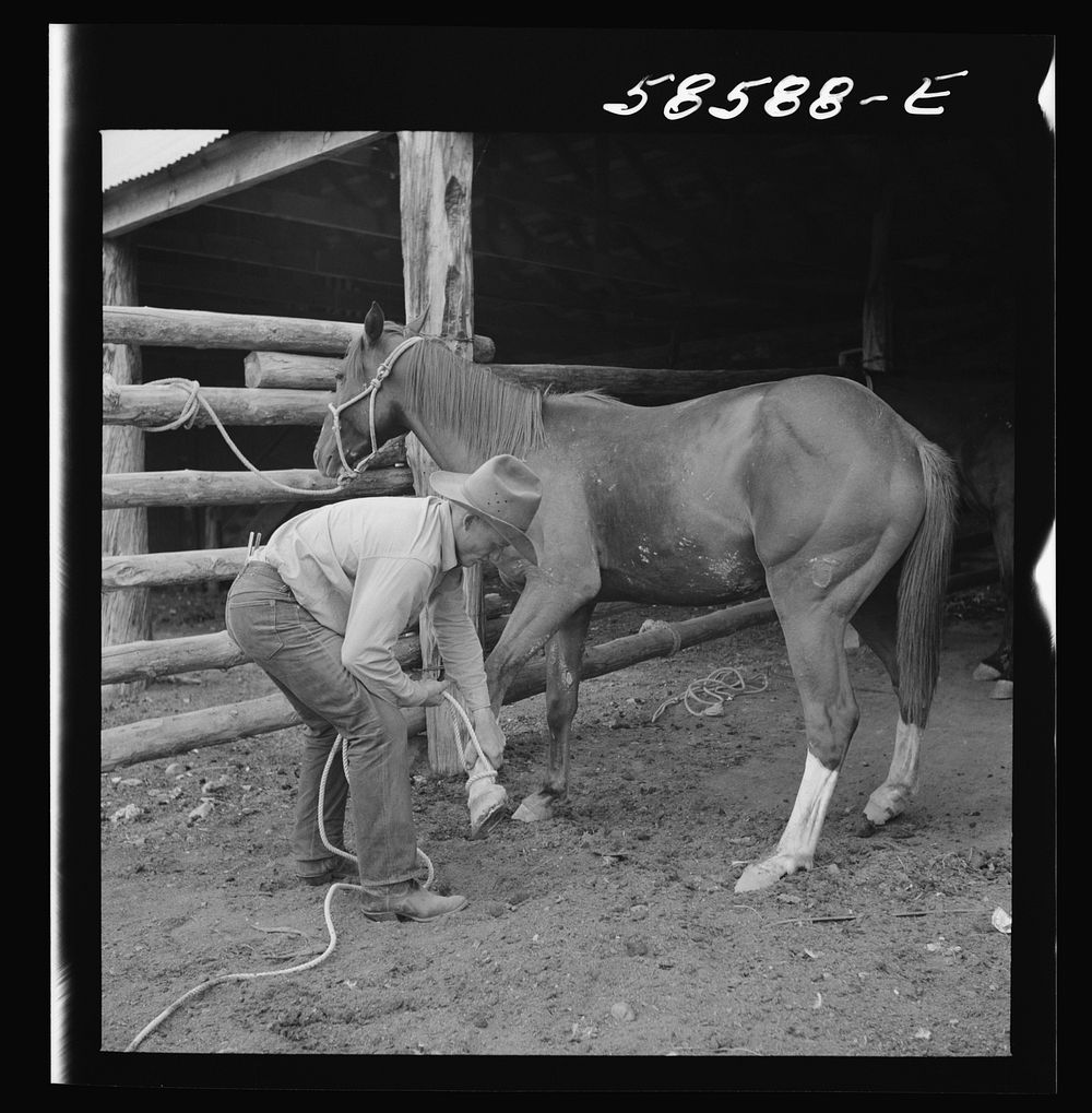 Removing horseshoes at the end of the summer season before turning the horses out on the range for the winter. In the corral…