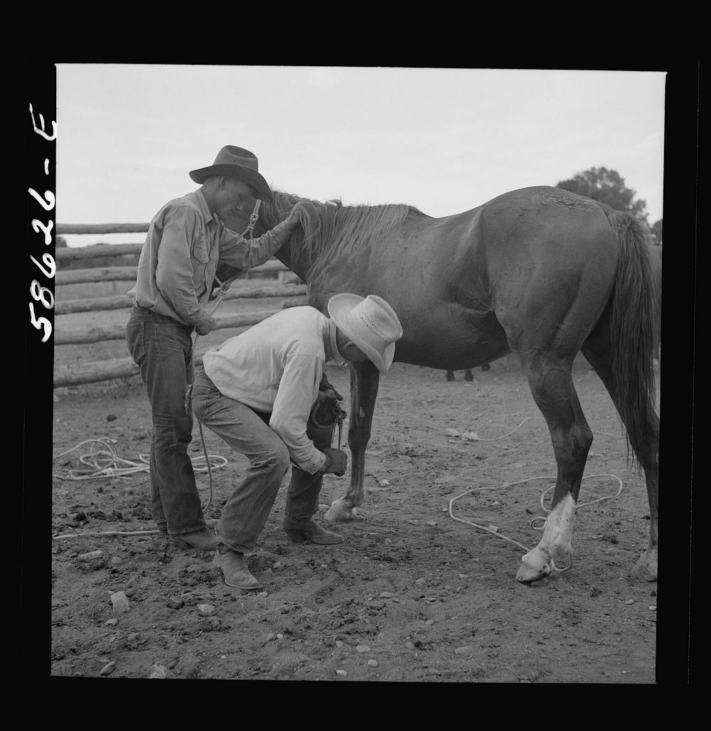[Untitled photo, possibly related to: Removing horseshoes at the end of the summer season before turning the horses out on…