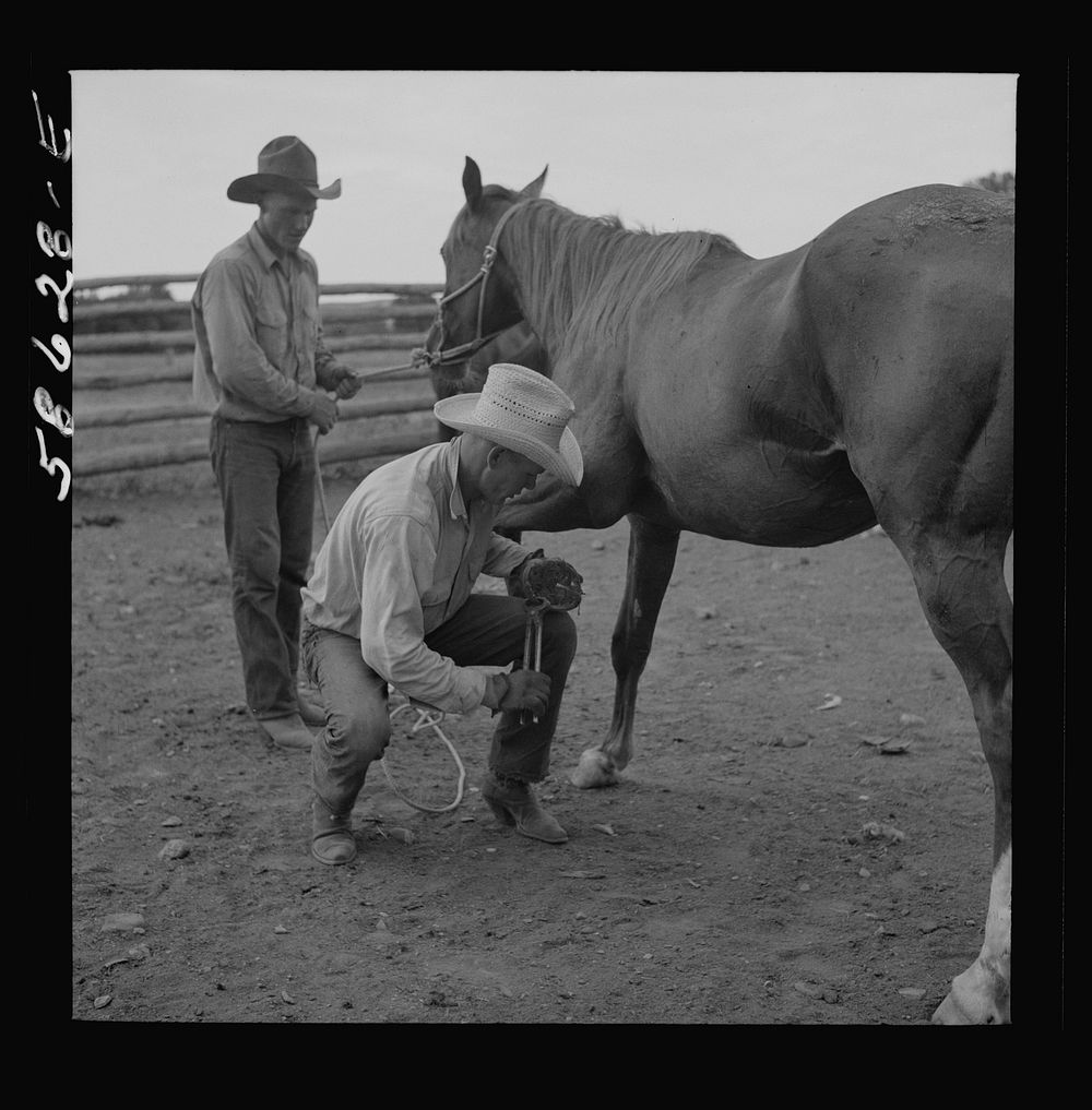 Removing horseshoes at the end of the summer season before turning the horses out on the range for the winter. In the corral…
