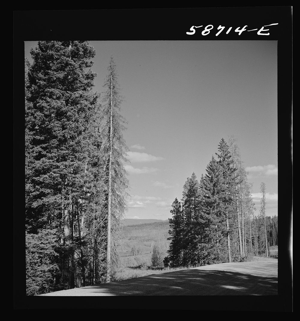 Trees in national forest near Aspen, Colorado. Sourced from the Library of Congress.