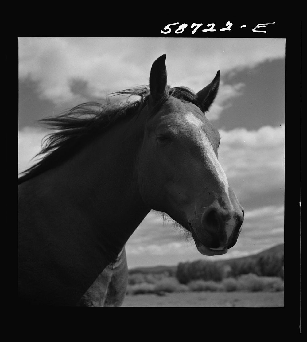 [Untitled photo, possibly related to: Ranch horse on grazing land near Lame Deer, Montana]. Sourced from the Library of…