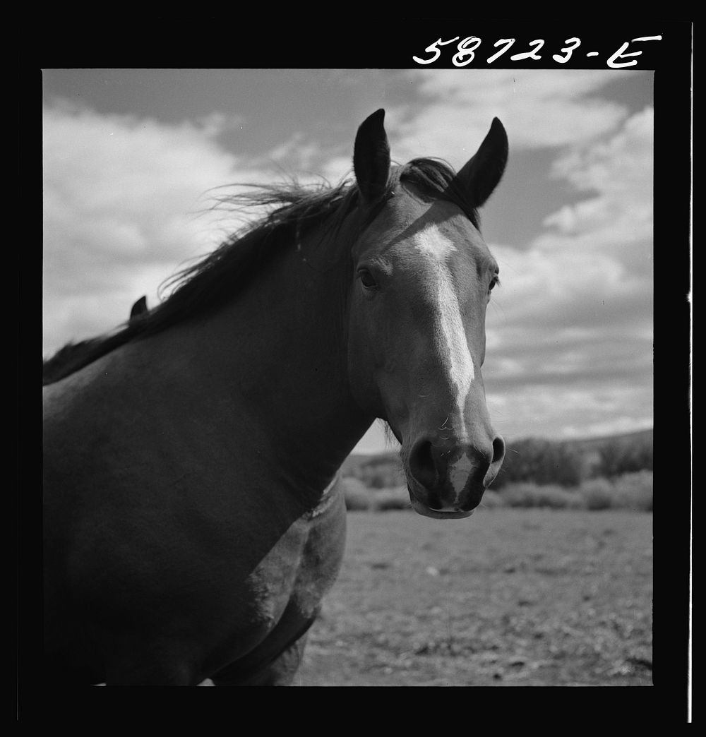 Ranch horse on grazing land near Lame Deer, Montana. Sourced from the Library of Congress.