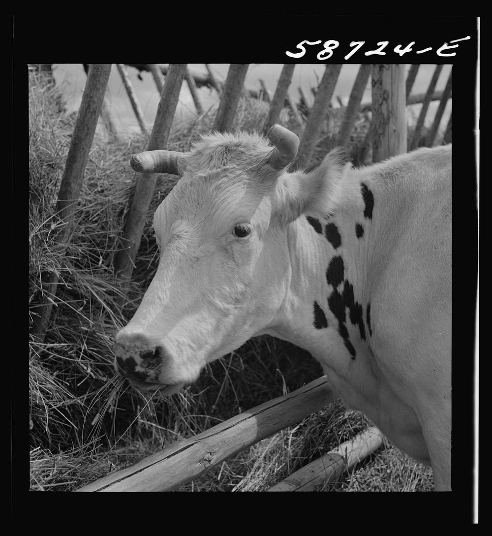 Dairy cow by hay feeding rack near Craig, Colorado. Sourced from the Library of Congress.