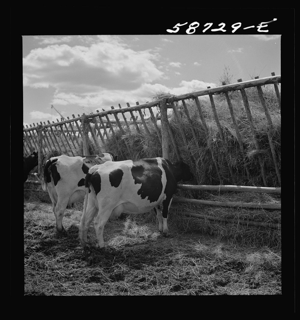 [Untitled photo, possibly related to: Dairy cow by hay feeding rack near Craig, Colorado]. Sourced from the Library of…