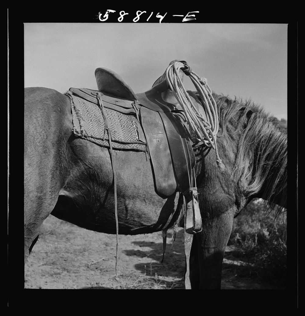 Detail of saddle on cowhand's horse at Ashland rodeo, Montana. Sourced from the Library of Congress.