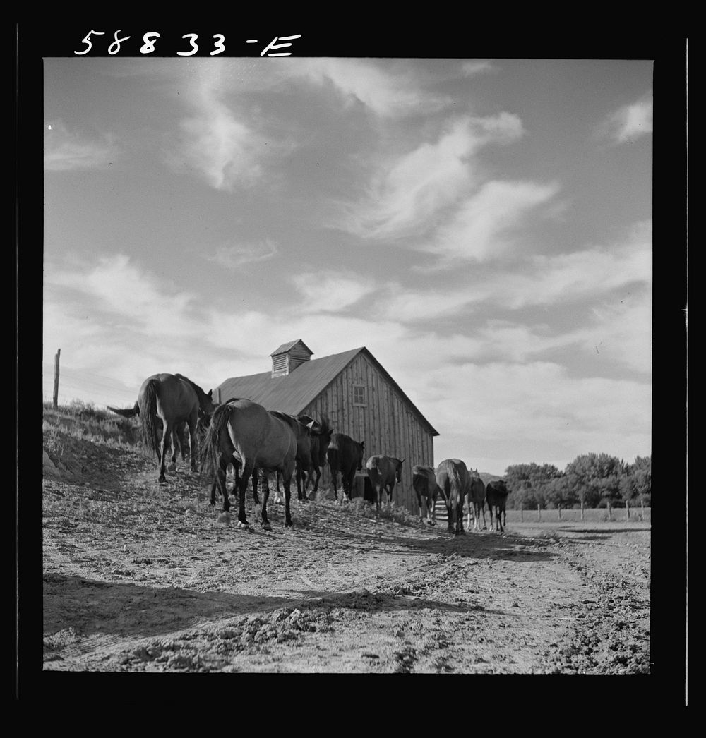 Horses returning to the corral after watering early in the morning at Quarter Circle U Ranch. Birney, Montana. Sourced from…
