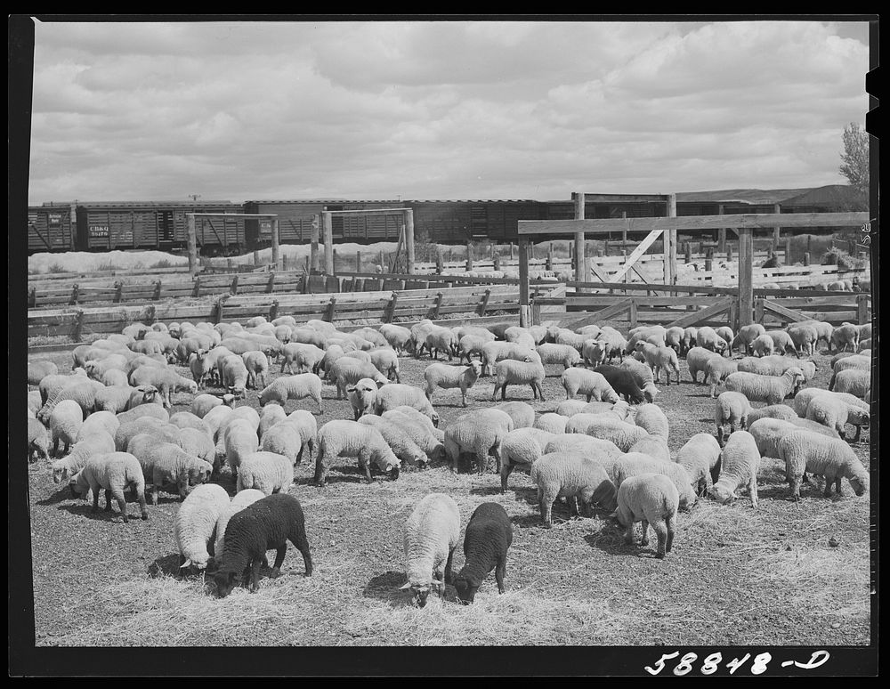 Sheep raised by Edmund Crawford in pens before loading and shipping in freight cars. Craig, Colorado. Sourced from the…