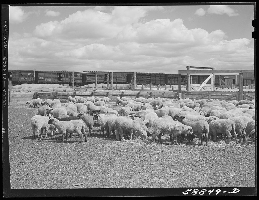 [Untitled photo, possibly related to: Sheep raised by Edmund Crawford in pens before loading and shipping in freight cars.…