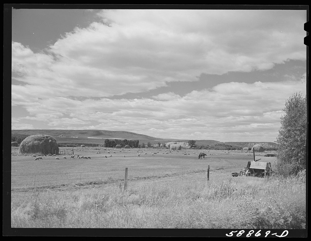 Sheepherders' tent on grazing land in Yampa River Valley, Colorado. Sourced from the Library of Congress.