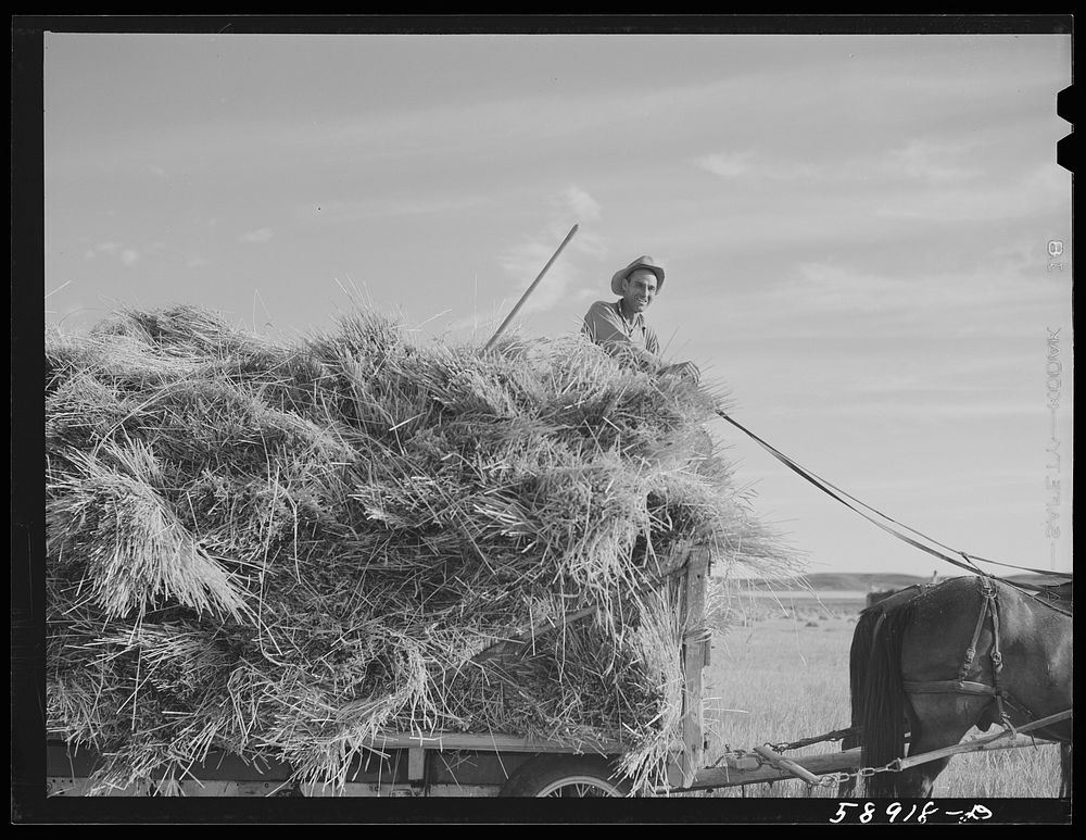 Helper on wagonload of wheat to be threshed on Beerman's ranch at Emblem, Wyoming. He has about 150 acres in all (quarter…