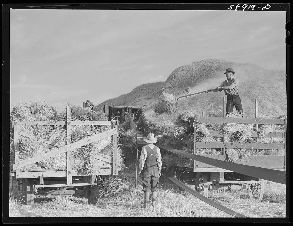 Helper on wagonload of wheat to be threshed on Beerman's ranch at Emblem, Wyoming. He has about 150 acres in all (quarter…