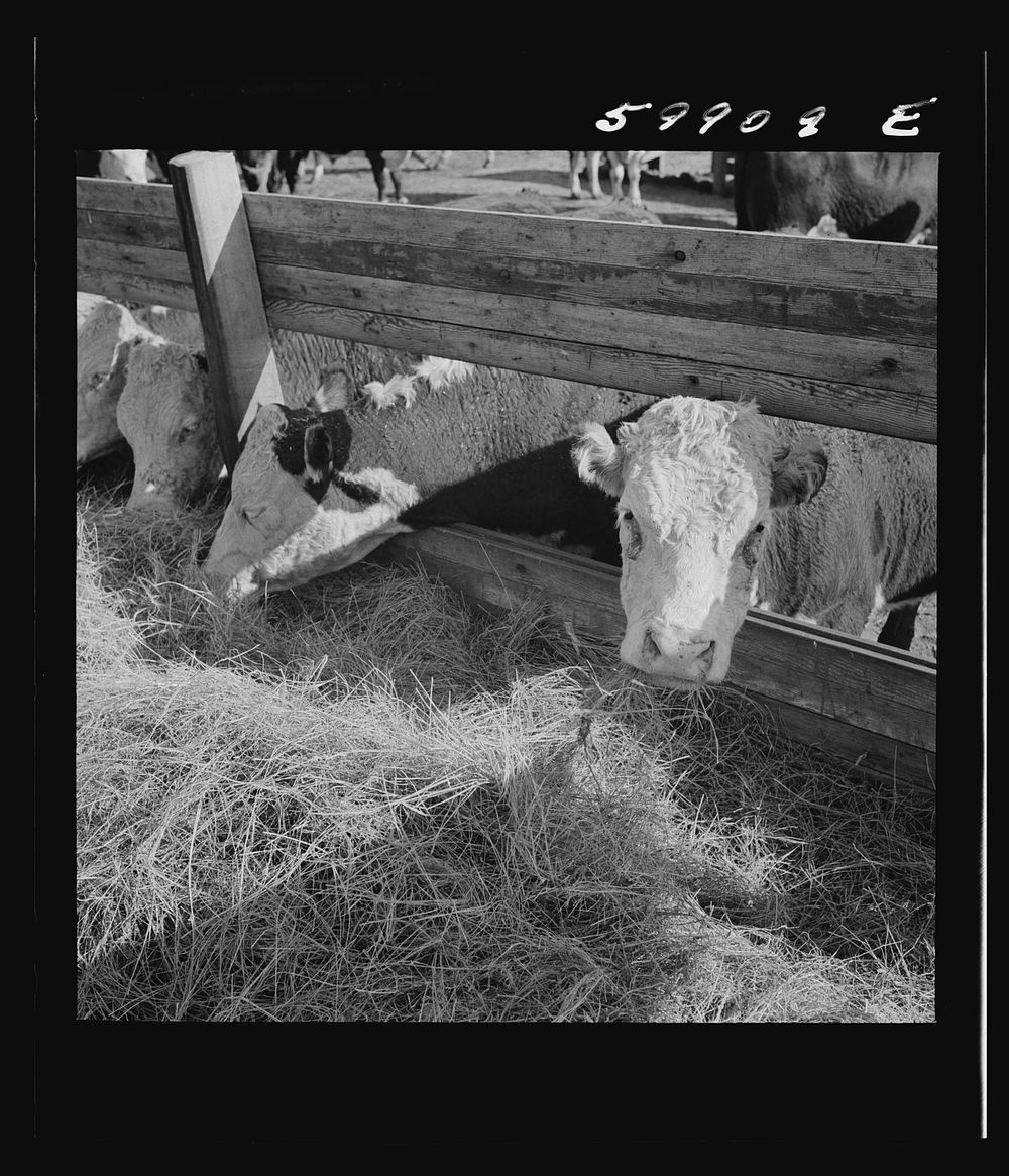 [Untitled photo, possibly related to: Fattening Herefords in a feedlot. Lincoln, Nebraska]. Sourced from the Library of…