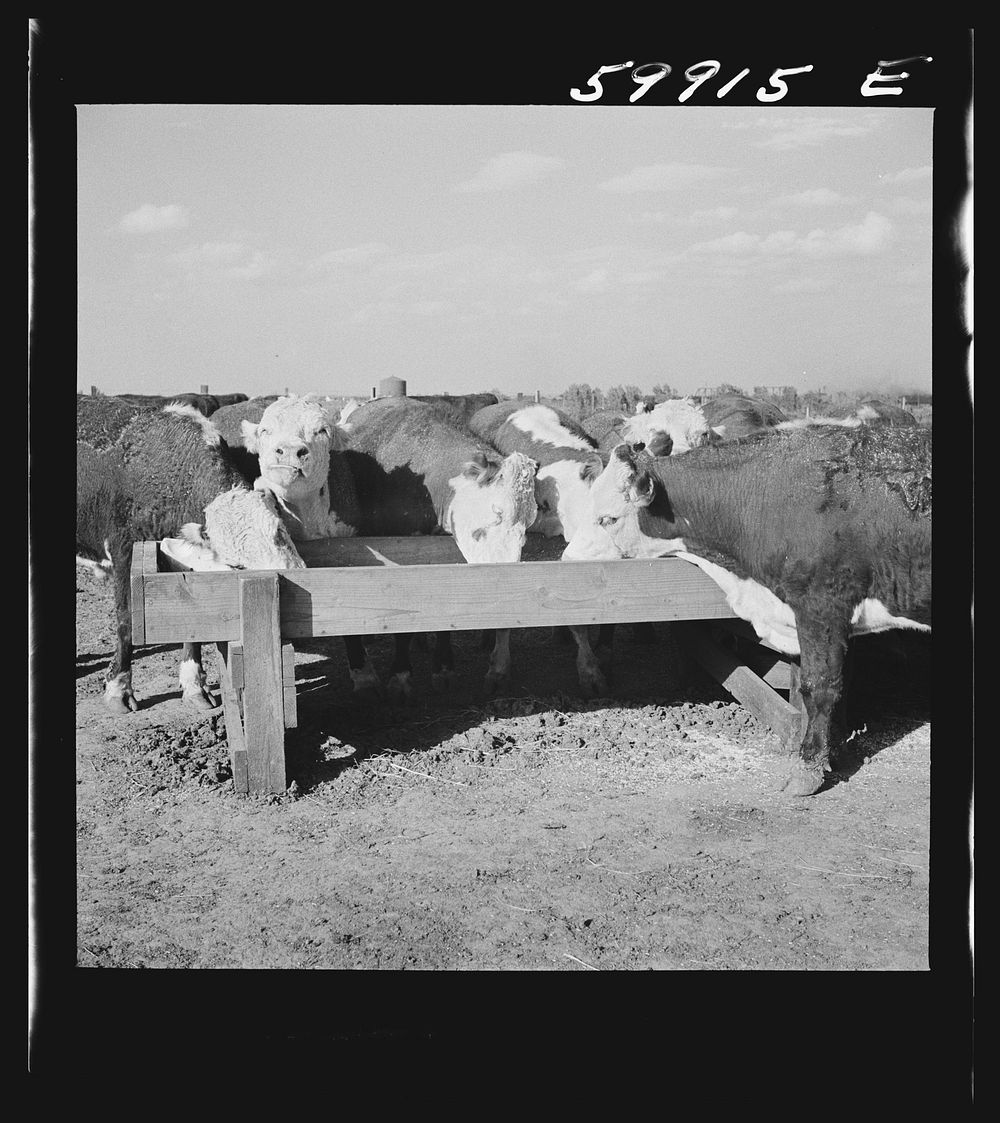 [Untitled photo, possibly related to: Fattening Herefords in a feedlot. Lincoln, Nebraska]. Sourced from the Library of…