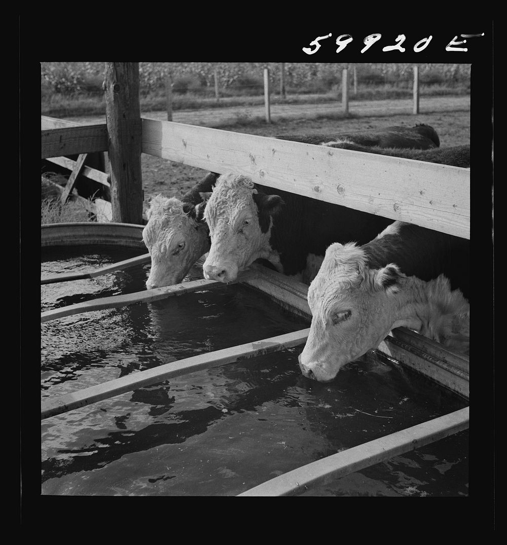 Hereford cattle drinking in feedlot where they are being fattened. Lincoln, Nebraska. Sourced from the Library of Congress.