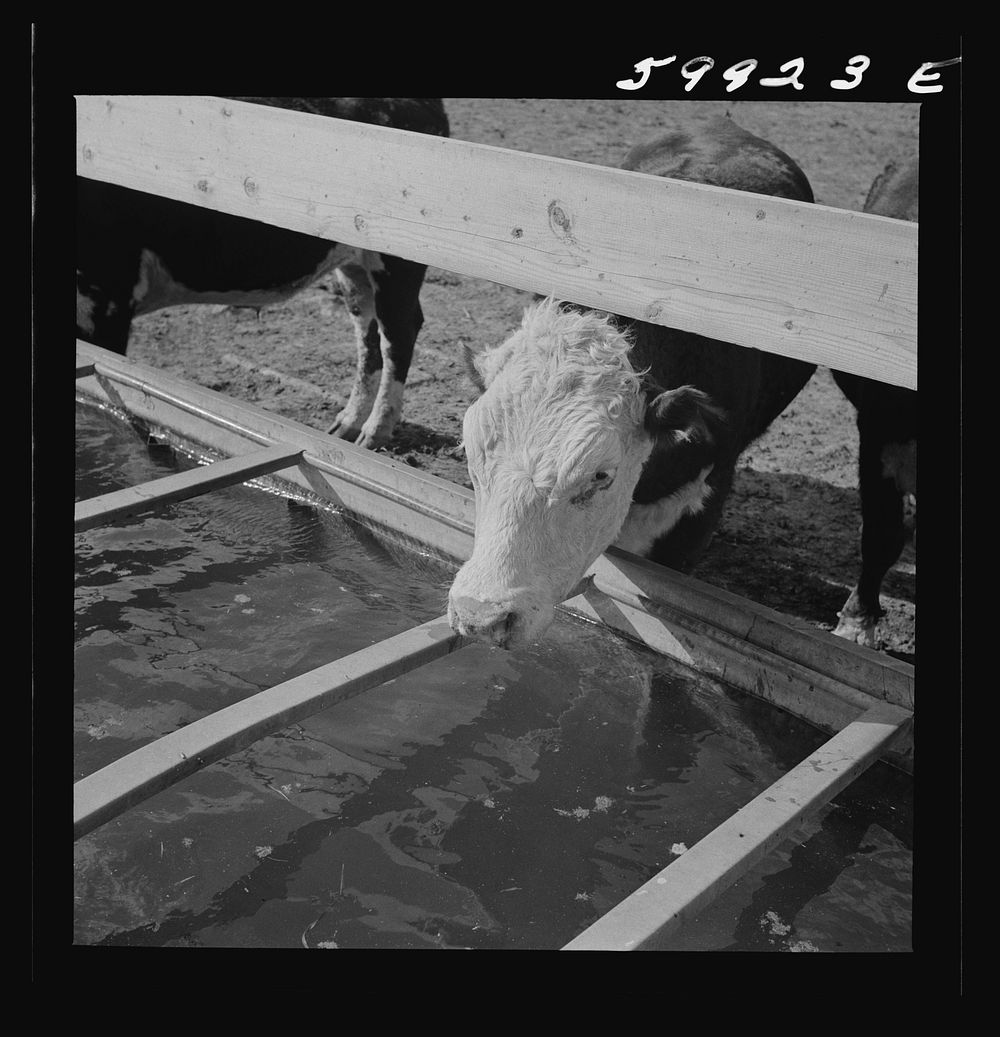 [Untitled photo, possibly related to: Hereford cattle drinking in feedlot where they are being fattened. Lincoln, Nebraska].…