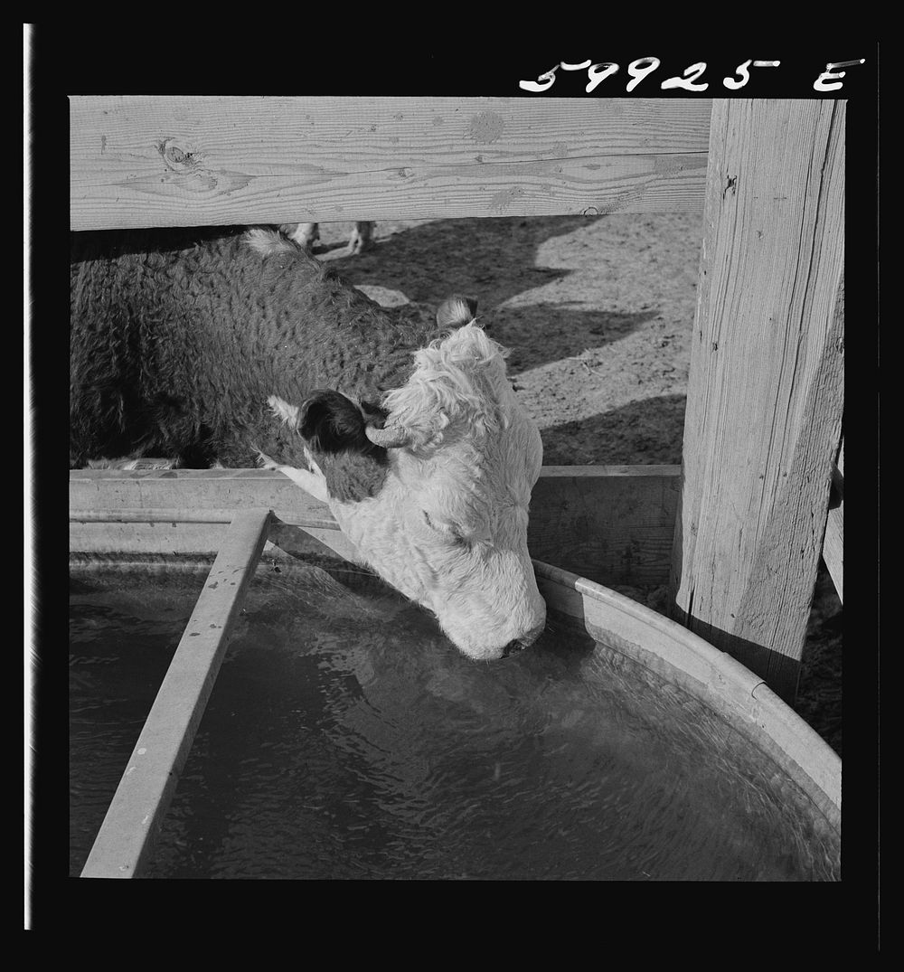 [Untitled photo, possibly related to: Hereford cattle drinking in feedlot where they are being fattened. Lincoln, Nebraska].…