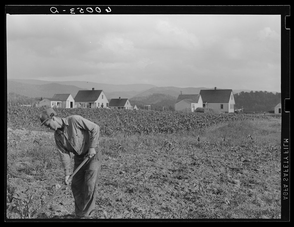 Homesteader working in garden. Tygart Valley, West Virginia. Sourced from the Library of Congress.