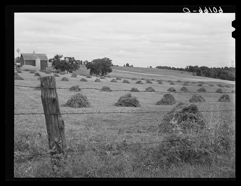 Alfalfa hay. Crawford County, Wisconsin. Sourced from the Library of Congress.