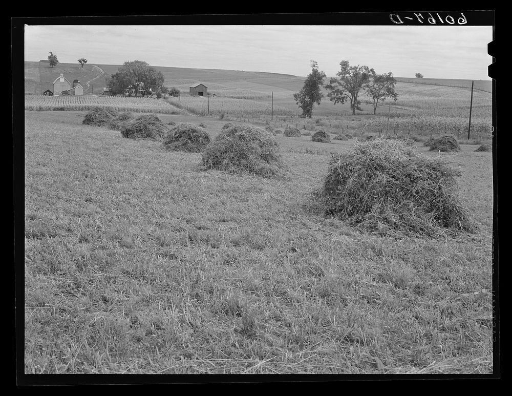 Alfalfa hay. Crawford County, Wisconsin. Sourced from the Library of Congress.