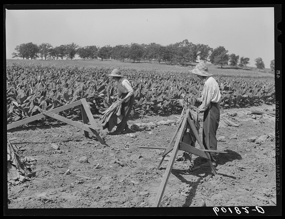 Daughters of tobacco farmer spearing tobacco leaves. Dane County, Wisconsin. Sourced from the Library of Congress.
