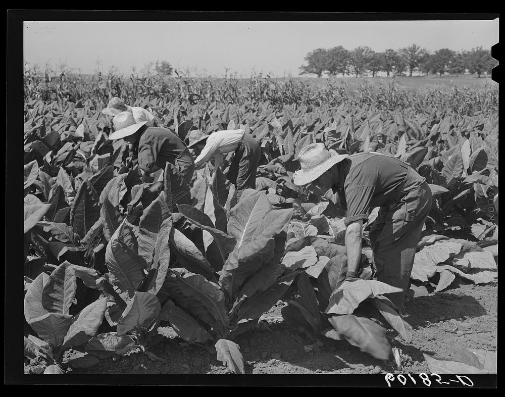 [Untitled photo, possibly related to: Cutting tobacco leaves. Dane County, Wisconsin. This tobacco is used in manufacture of…
