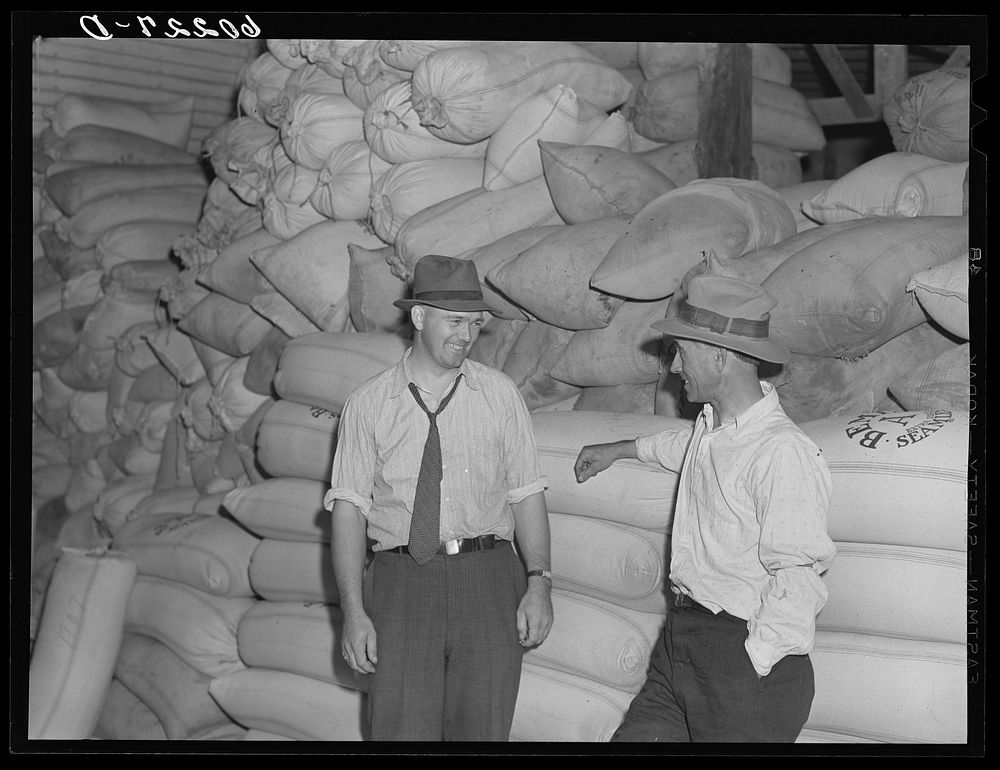 Manager of Border King co-op seed exchange talking with assistant. Williams, Minnesota. Sourced from the Library of Congress.
