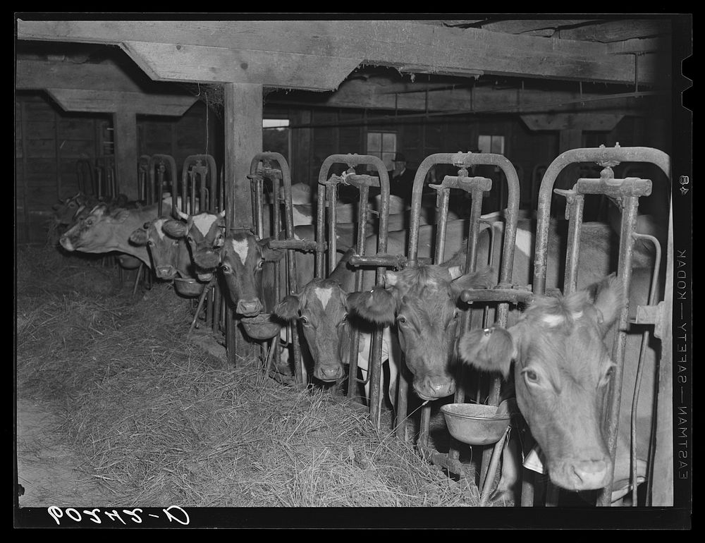 Cows in barn of rehabilitation client. Itasca County, Minnesota. Sourced from the Library of Congress.