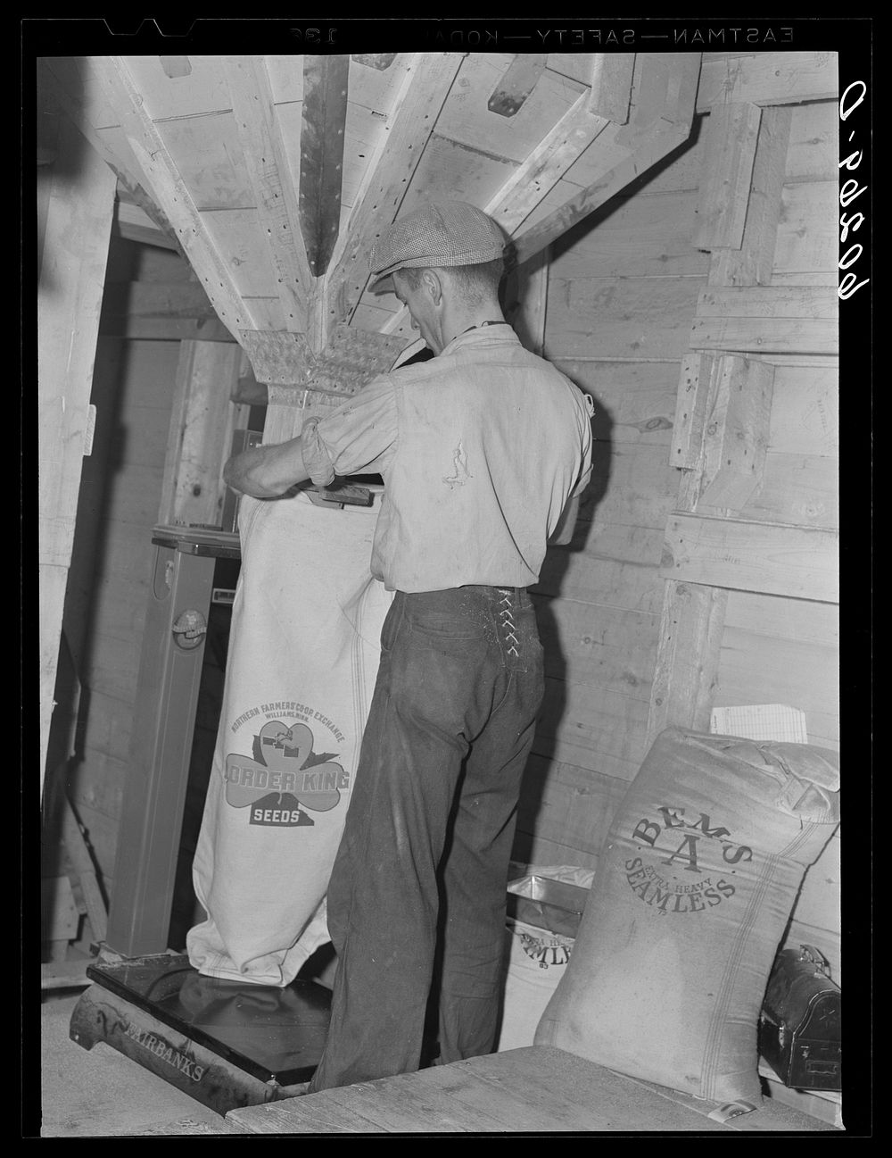 Filling bag with seed at co-op seed exchange. Williams, Minnesota. Sourced from the Library of Congress.