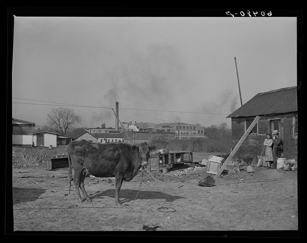 Cow kept by family living in riverfront shacktown. Dubuque, Iowa. Sourced from the Library of Congress.