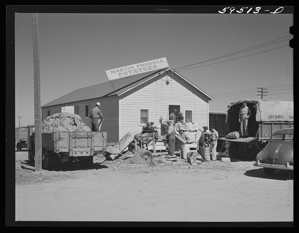 [Untitled photo, possibly related to: Truckloads of potatoes in front of sorting, grading, and bagging sheds. From here they…