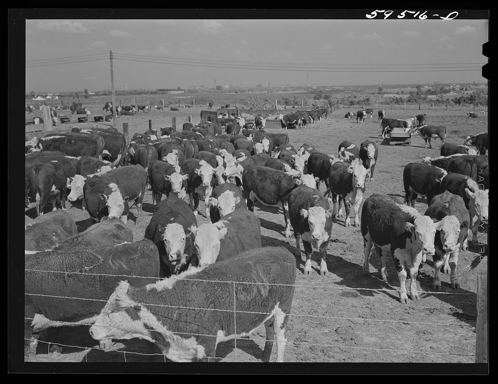 [Untitled photo, possibly related to: Fattening Hereford feeder cattle. Lincoln, Nebraska]. Sourced from the Library of…