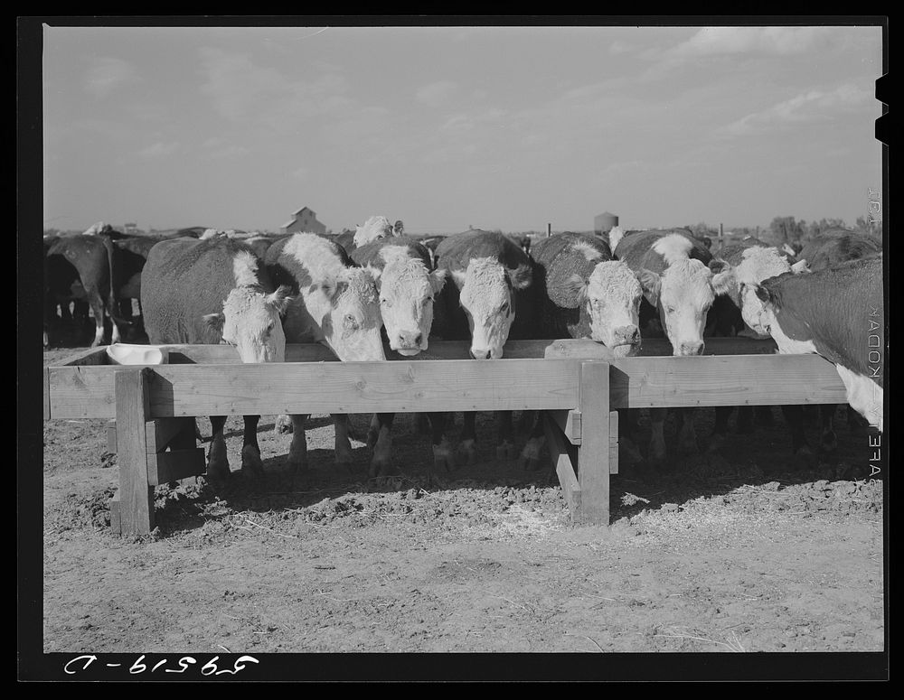 Fattening Hereford feeder cattle, Lincoln, Nebraska. Sourced from the Library of Congress.