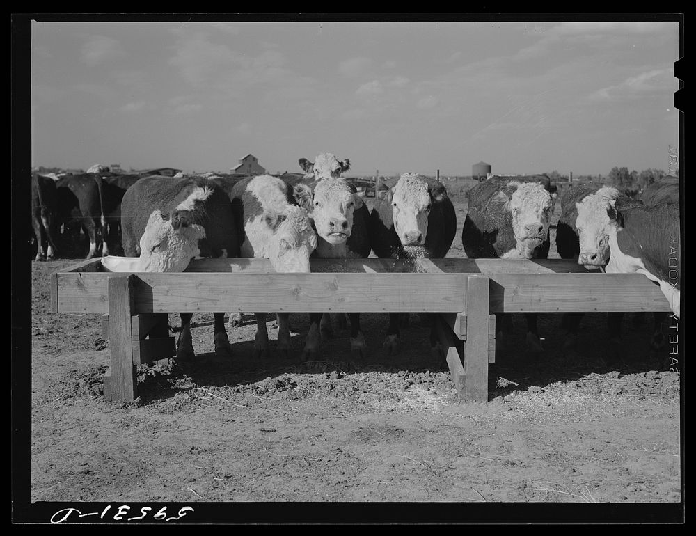 [Untitled photo, possibly related to: Fattening Hereford feeder cattle, Lincoln, Nebraska]. Sourced from the Library of…