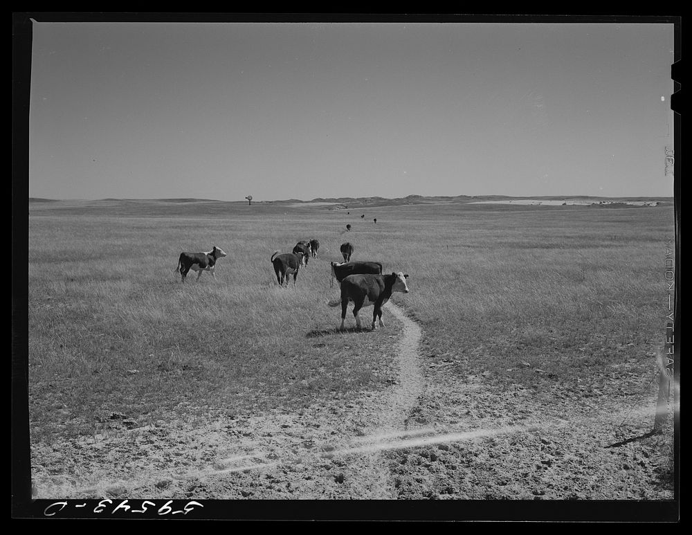 [Untitled photo, possibly related to: Cattle path across grazing land to water hole by windmill. In the Sandhills, between…