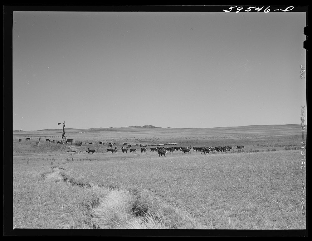 [Untitled photo, possibly related to: Hereford cattle around windmill and water hole on the grazing land between Mitchell…