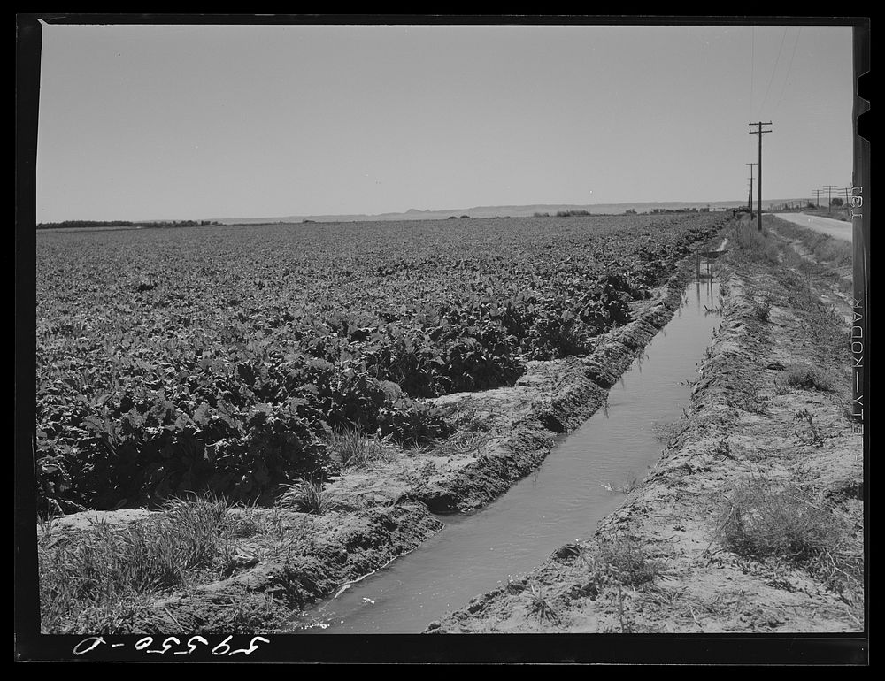 [Untitled photo, possibly related to: Irrigation ditch around field of sugar beets near Mitchell, Nebraska]. Sourced from…