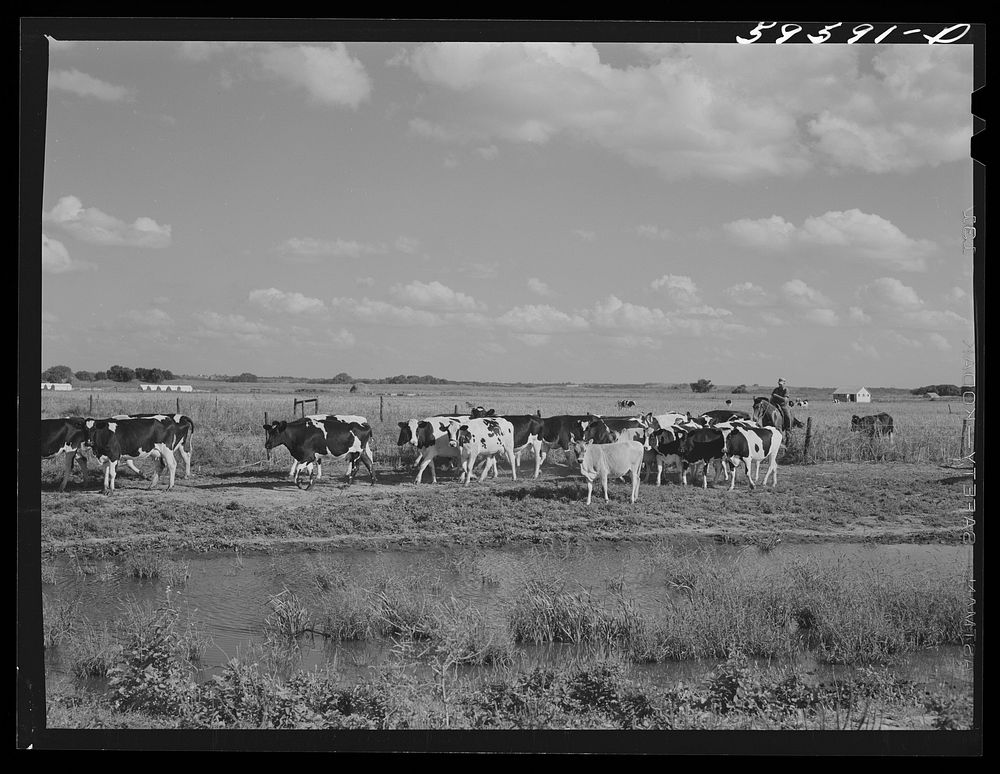 Cows by the windmill and waterhole being driven to the barn to be milked. Two River Non-Stock Cooperative, a FSA (Farm…