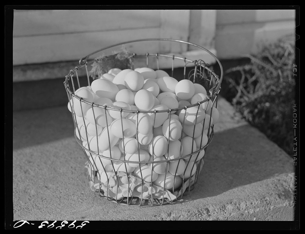 Eggs of Two Rivers Non-Stock Cooperative, a FSA (Farn Security Administration) co-op. Waterloo, Nebraska. At the present…